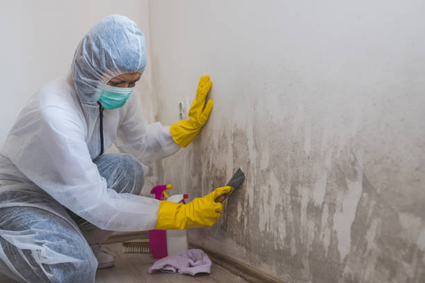 Best Local Mold Removal Service  in Rose Lodge, OR