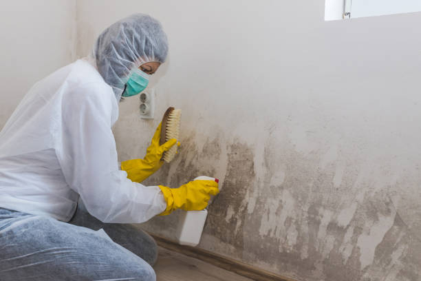 Best Local Mold Removal Service  in Rose Lodge, OR