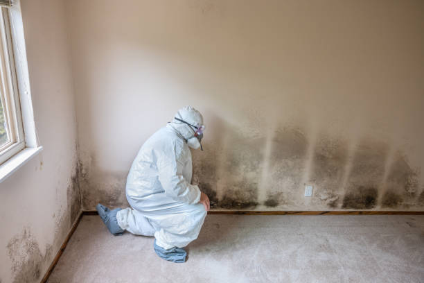 Mold Removal and Inspection in Rose Lodge, OR